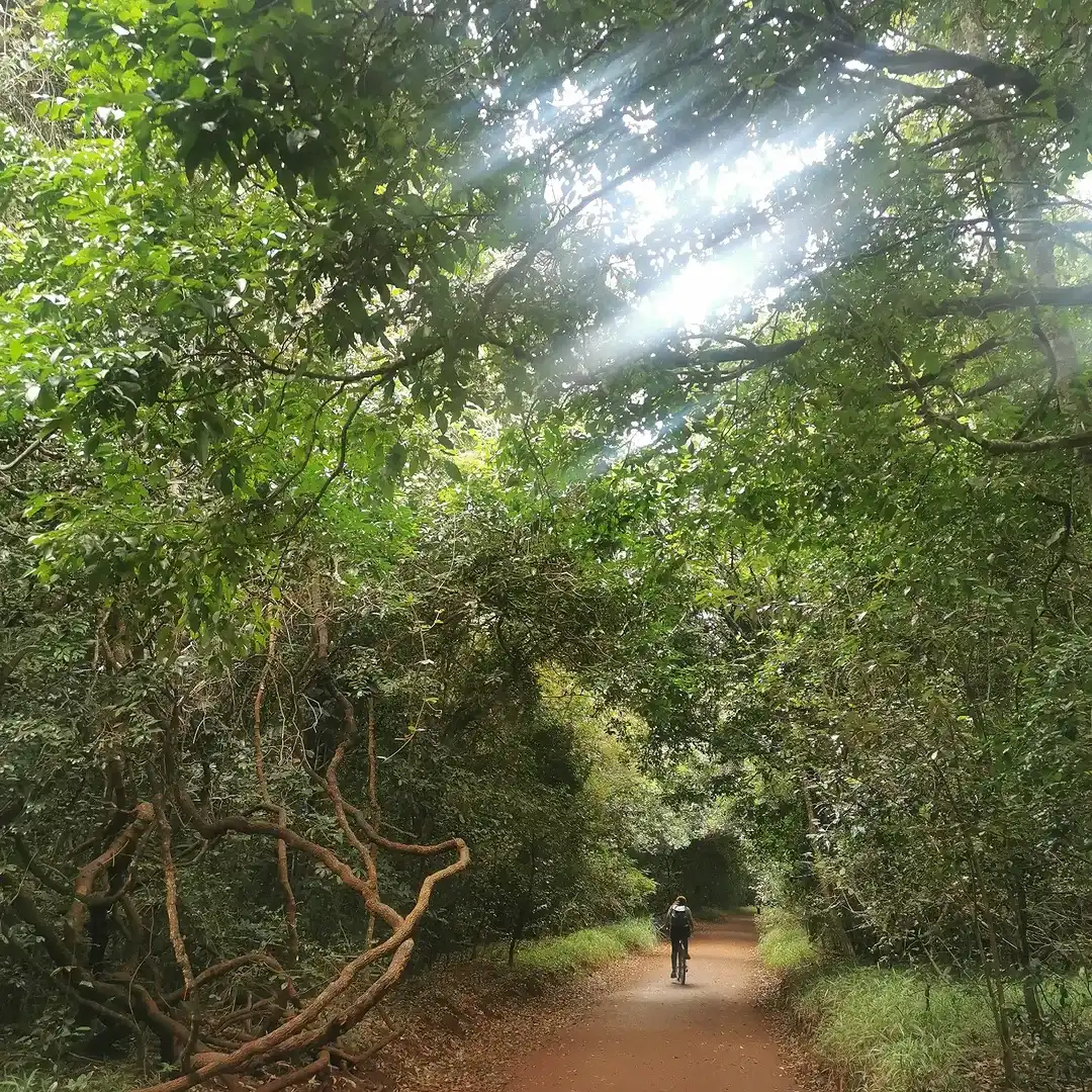 Image of a rider cycling in karura forest with a hired bike